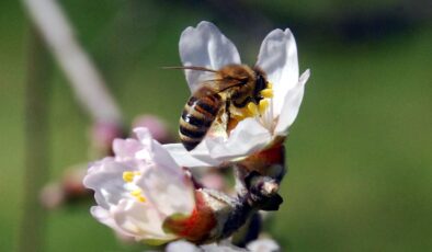 Arıların Gizli Düşmanı: Elektromanyetik Alanlar ve Küresel Isınmanın Etkileri