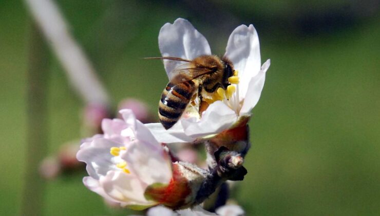 Arıların Gizli Düşmanı: Elektromanyetik Alanlar ve Küresel Isınmanın Etkileri