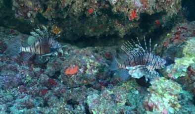 İstilacı Türlerle Mücadelede Yeni Adımlar: Türkiye’de Biyolojik Çeşitliliği Koruma Çalışmaları Hız Kazanıyor