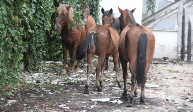 Atatürk Parkı’nda Atlara Eziyet Eden Zanlılar Adli Kontrolle Serbest Bırakıldı: Hayvan Barınağında Çalışacaklar