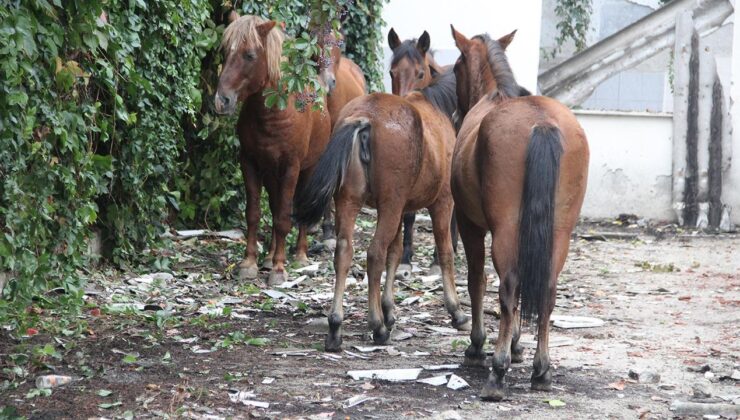 Atatürk Parkı’nda Atlara Eziyet Eden Zanlılar Adli Kontrolle Serbest Bırakıldı: Hayvan Barınağında Çalışacaklar