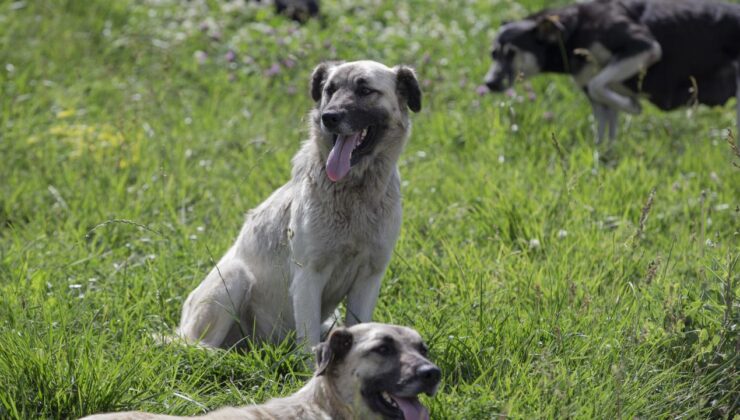 Kayseri’de Sahipsiz Köpek Saldırısı: 3 Yaşındaki Çocuk Yaralandı