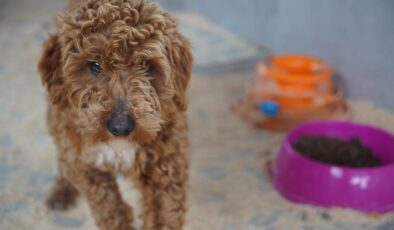 Edirne’de Yasa Dışı Köpek Üretimine Dev Ceza: Milyonluk Vurgun!