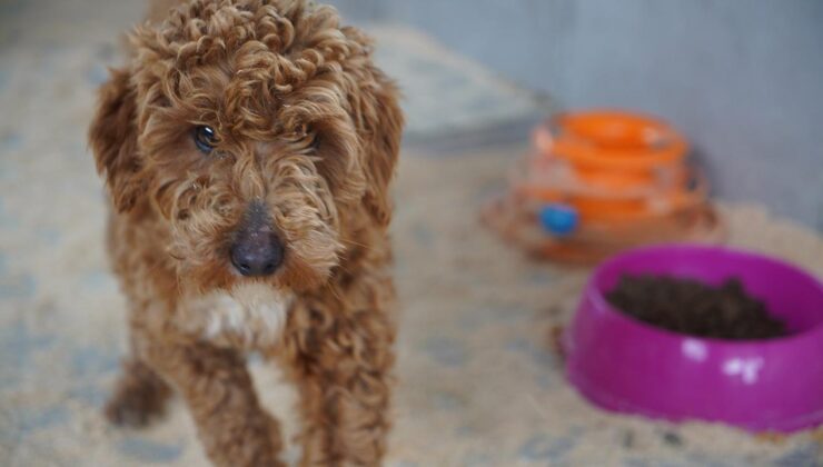 Edirne’de Yasa Dışı Köpek Üretimine Dev Ceza: Milyonluk Vurgun!