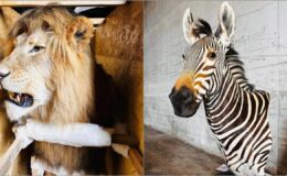 Trabzon Limanı’nda Yaban Hayatı Kaçakçılığına Geçit Yok: Dubai’den Gürcistan’a Giden Kargolarda Çok Sayıda Trofe Ele Geçirildi