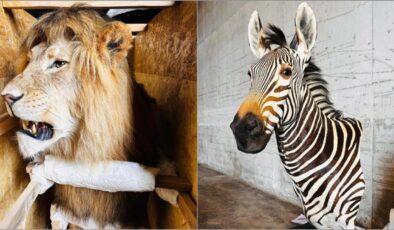 Trabzon Limanı’nda Yaban Hayatı Kaçakçılığına Geçit Yok: Dubai’den Gürcistan’a Giden Kargolarda Çok Sayıda Trofe Ele Geçirildi