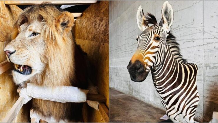 Trabzon Limanı’nda Yaban Hayatı Kaçakçılığına Geçit Yok: Dubai’den Gürcistan’a Giden Kargolarda Çok Sayıda Trofe Ele Geçirildi