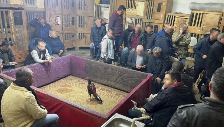 Hasköy’de Horoz Dövüşüne Soruşturma: 23 Kişiye Para Cezası