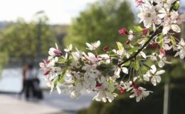 Baharın Müjdesi: Meteoroloji’den Sıcaklık ve Yağış Tahminleri