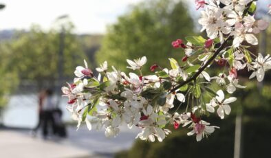 Baharın Müjdesi: Meteoroloji’den Sıcaklık ve Yağış Tahminleri