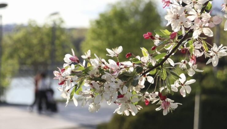 Baharın Müjdesi: Meteoroloji’den Sıcaklık ve Yağış Tahminleri