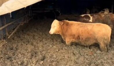 Çorum’daki Hayvan Refahına Aykırı İşletmeye Bakanlıktan Ceza: Denetimler Artarak Devam Edecek