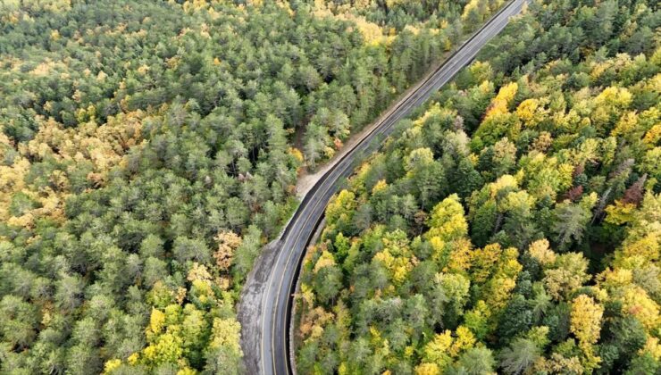 Türkiye’nin Orman Varlığı Artıyor: 2025 Faaliyet Raporu’ndan Önemli Veriler