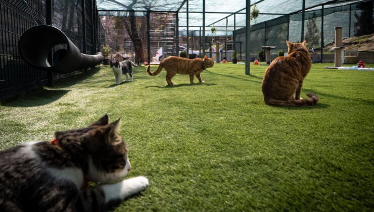 TBMM’den Örnek Proje: Sahipsiz Kedilere Konforlu Yaşam Alanı