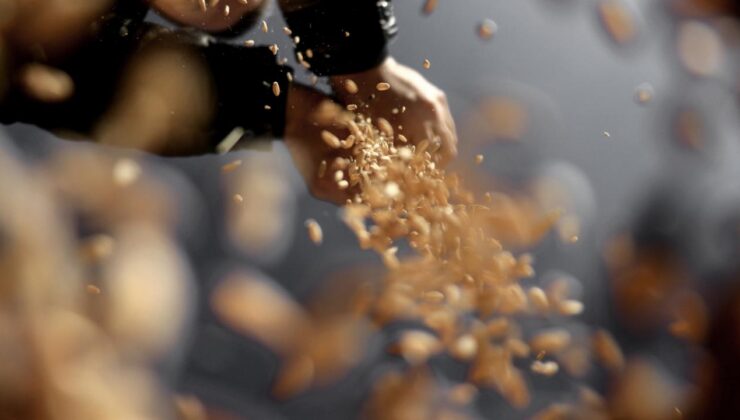 Tahıl Tohumu Sertifikasyonu Yeni Yönetmelikle Dijitalleşiyor: Kaliteli Tohum Üretimi ve Pazarlaması Güvence Altında