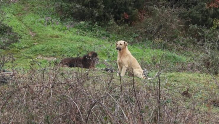 Eyüpsultan’da Korkunç Olay: Sokak Köpekleri 6 Yaşındaki Çocuğa Saldırdı, Baba Çaresiz Kaldı