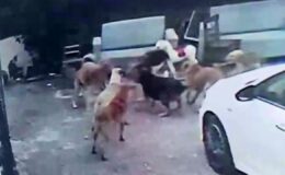 Adana’da Korkunç Olay: Sahipsiz Köpeklerin Saldırısına Uğrayan Gebe Kedi Hayatını Kaybetti