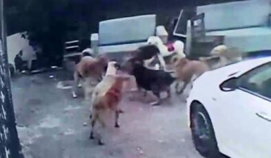 Adana’da Korkunç Olay: Sahipsiz Köpeklerin Saldırısına Uğrayan Gebe Kedi Hayatını Kaybetti