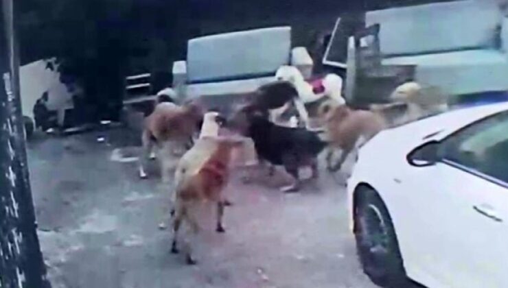 Adana’da Korkunç Olay: Sahipsiz Köpeklerin Saldırısına Uğrayan Gebe Kedi Hayatını Kaybetti