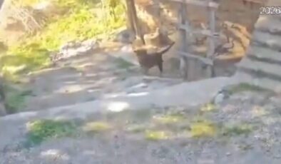 Antalya’da Korkunç Anlar: Sokakta Oynayan Çocuğa Köpek Saldırısı! – TRT Haber
