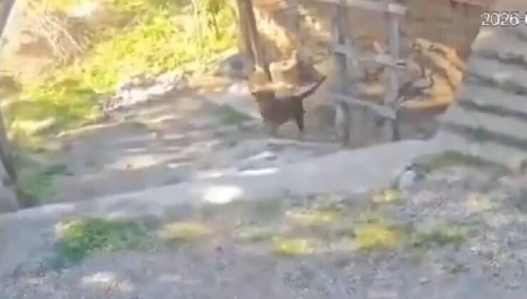 Antalya’da Korkunç Anlar: Sokakta Oynayan Çocuğa Köpek Saldırısı! – TRT Haber