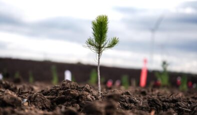 Türkiye Orman Varlığını Artırıyor: 600 Milyon Fidan Toprakla Buluşacak