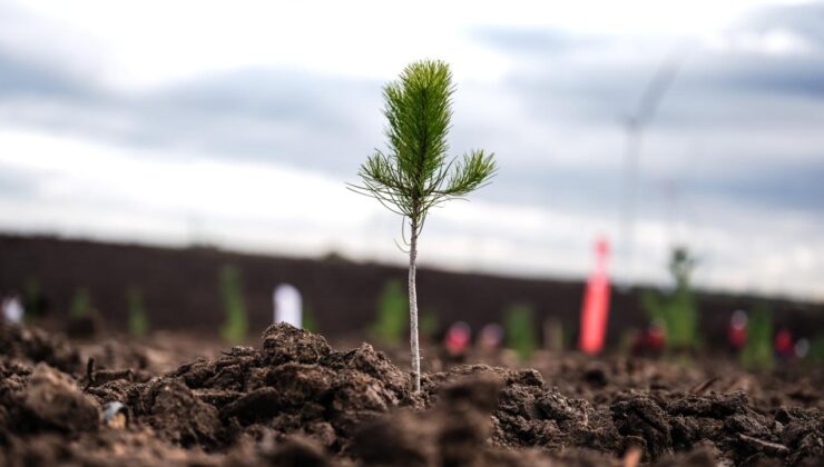 Türkiye Orman Varlığını Artırıyor: 600 Milyon Fidan Toprakla Buluşacak