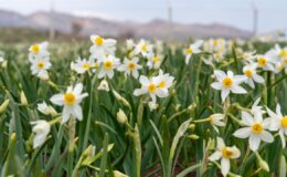 Adıyaman’da Baharın Müjdecisi Nergisler Açtı: Doğa Tutkunları ve Fotoğrafçıların Gözdesi
