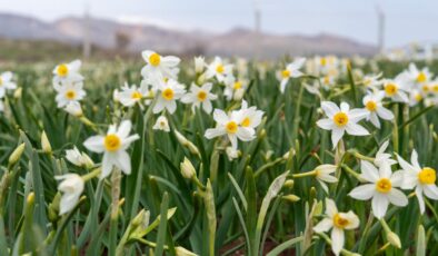 Adıyaman’da Baharın Müjdecisi Nergisler Açtı: Doğa Tutkunları ve Fotoğrafçıların Gözdesi