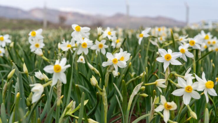 Adıyaman’da Baharın Müjdecisi Nergisler Açtı: Doğa Tutkunları ve Fotoğrafçıların Gözdesi