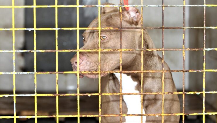 Ankara’da Pitbull Saldırısı Davası: İki Çocuğu Yaralayan Sahibine İddianame