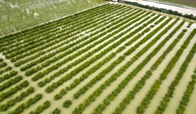 Mersin’de Sağanak Tarım Arazilerini Vurdu: Nektarin ve Sebze Bahçeleri Sular Altında