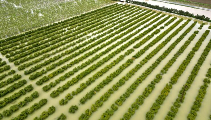 Mersin’de Sağanak Tarım Arazilerini Vurdu: Nektarin ve Sebze Bahçeleri Sular Altında