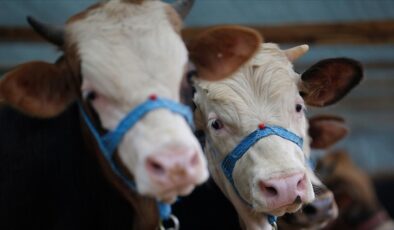 Kütahya Domaniç’te Şap Hastalığı Alarmı: Hayvan Alım Satımı ve Meraya Çıkış Yasaklandı, 15 Köy Karantinada