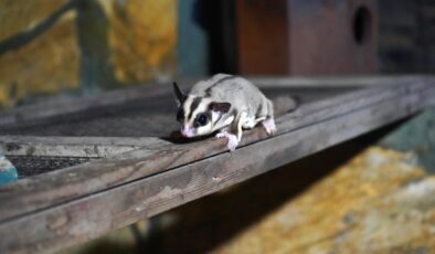 Antalya Doğal Yaşam Parkı, Kaçak Bakılan 33 Şeker Planörüne Yuva Oldu: Rehabilitasyon Süreci Başladı