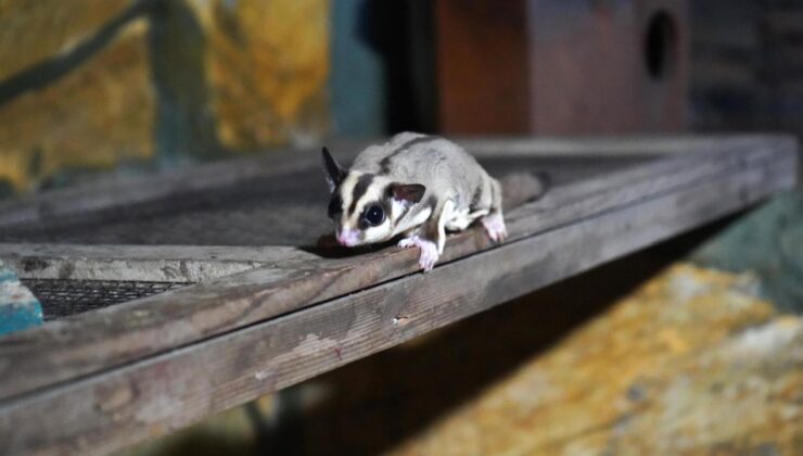 Antalya Doğal Yaşam Parkı, Kaçak Bakılan 33 Şeker Planörüne Yuva Oldu: Rehabilitasyon Süreci Başladı