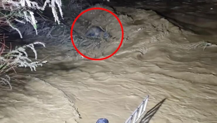 Nazilli’de Sel Felaketi: Çay Sularına Kapılan Sürücü Kurtarıldı