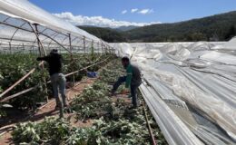 Antalya Kumluca’da Hortum Seraları Vurdu: Çiftçiler Zarar Gördü