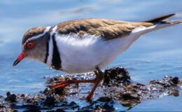 Türkiye’de Bir İlk: Hancağız Barajı’nda ‘Takkeli Cılıbıt’ Görüldü, Kuş Gözlemcilerini Heyecanlandırdı