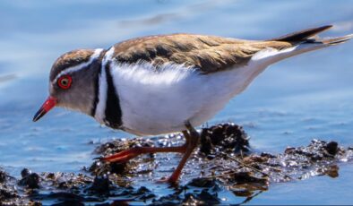 Türkiye’de Bir İlk: Hancağız Barajı’nda ‘Takkeli Cılıbıt’ Görüldü, Kuş Gözlemcilerini Heyecanlandırdı