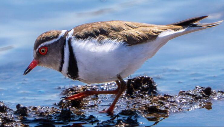 Türkiye’de Bir İlk: Hancağız Barajı’nda ‘Takkeli Cılıbıt’ Görüldü, Kuş Gözlemcilerini Heyecanlandırdı