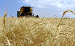 Çiftçilere 12.3 Milyar Liralık Tarımsal Destek Ödemesi Yarın Başlıyor