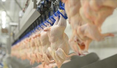 Türkiye’de Kümes Hayvancılığı Üretimi Ocak Ayında Nasıl Seyretti? Tavuk Eti ve Yumurta Üretim Verileri Açıklandı