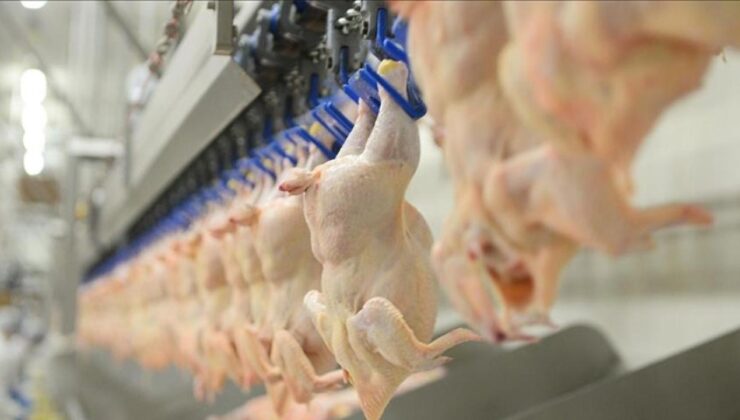 Türkiye’de Kümes Hayvancılığı Üretimi Ocak Ayında Nasıl Seyretti? Tavuk Eti ve Yumurta Üretim Verileri Açıklandı