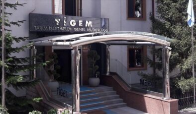 TİGEM’den Fıstık Çamı Kozalağı İhalesi: 5 Ton Ürün Satışa Çıkıyor!