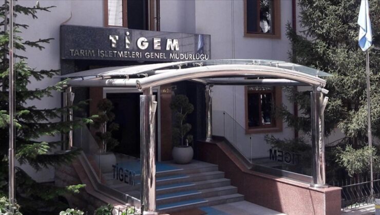 TİGEM’den Fıstık Çamı Kozalağı İhalesi: 5 Ton Ürün Satışa Çıkıyor!