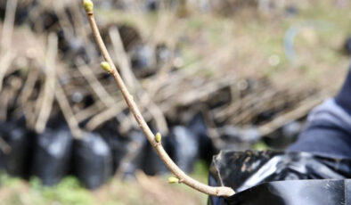 Giresun’da Fındık Bahçeleri Yenileniyor: Sultaniye Köyü’nden Örnek Bir Başarı Hikayesi