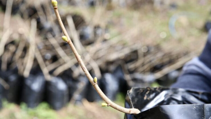 Giresun’da Fındık Bahçeleri Yenileniyor: Sultaniye Köyü’nden Örnek Bir Başarı Hikayesi