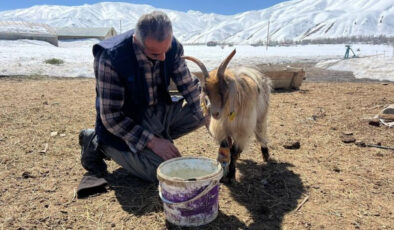 Yüksekova’da Besiciler Zor Durumda: Karın Etkisiyle Yem Sıkıntısı Baş Gösterdi