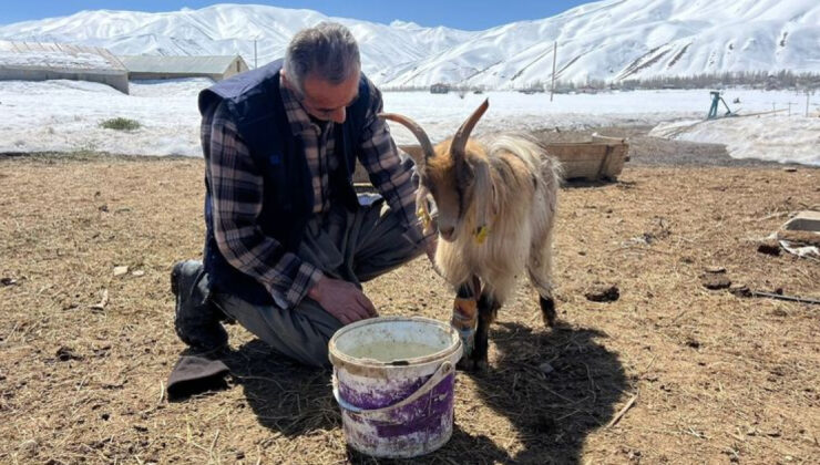Yüksekova’da Kar Esareti: Besiciler Yem Sıkıntısıyla Mücadele Ediyor